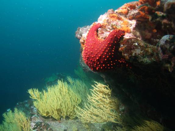 Estrela-do-mar em mergulho em Santiago, em Galápagos (foto de Hnning Abheiden)